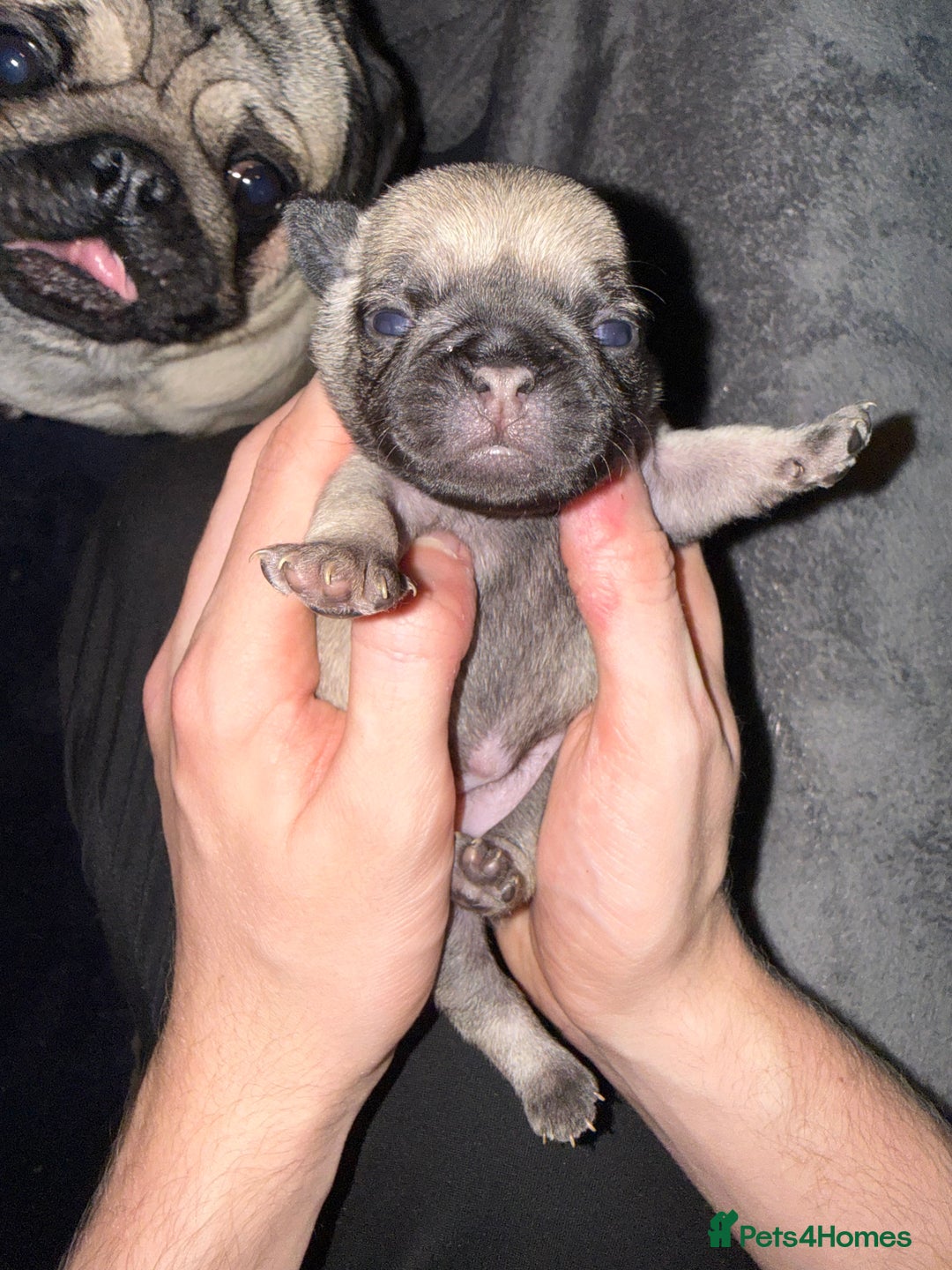 Pug dogs for sale: Pug Puppies for sale  - Image 5
