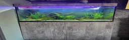 Tetras fish for sale: Evolution Aqua  D-D Aqua Freshwater 900 fish tank - Advert 8