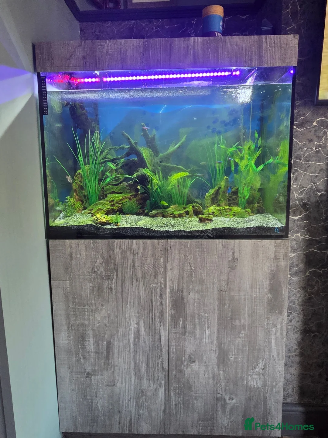 Tetras fish for sale: Evolution Aqua  D-D Aqua Freshwater 900 fish tank - Advert 8
