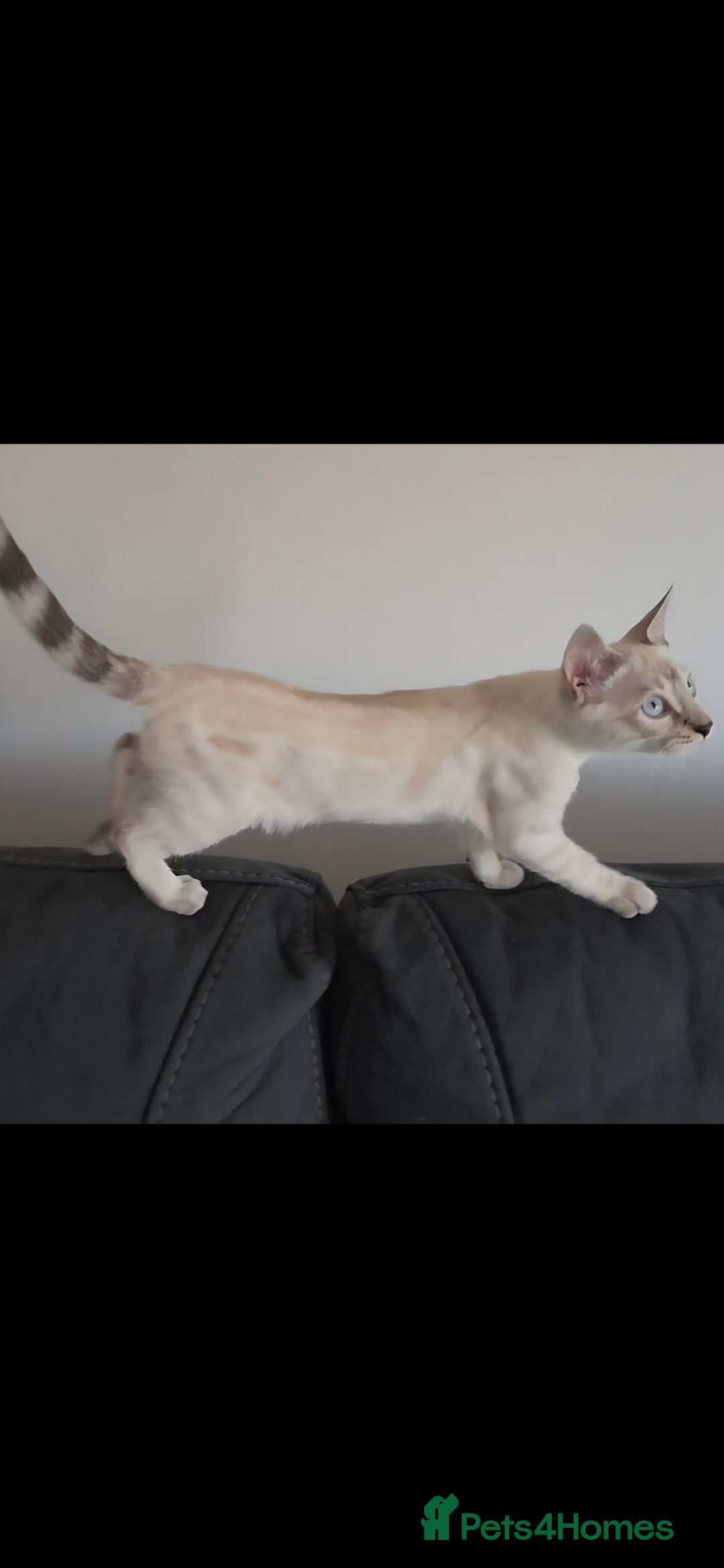 Bengal cats Outstanding Tica Show quality bengal kitten's - Advert 2