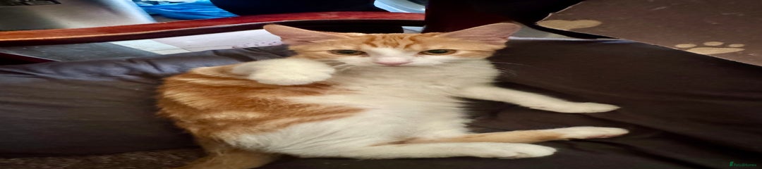 Kitten 1