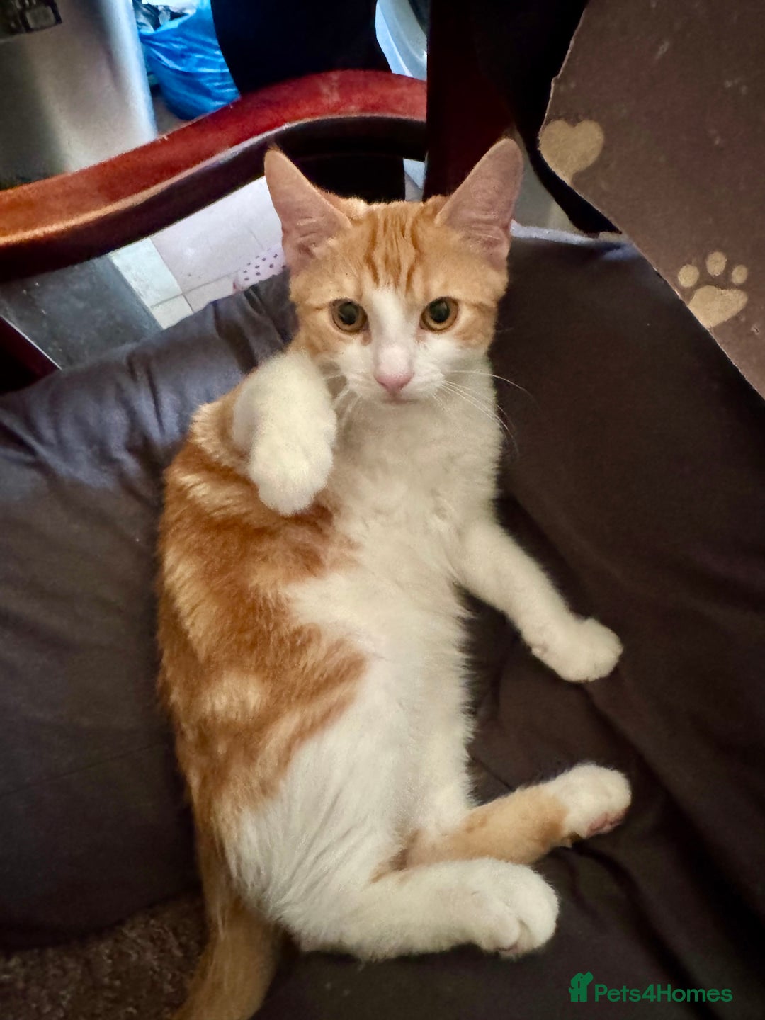 Domestic Shorthair cats for sale: Unique & Beautiful Tabby kitten - Image 6