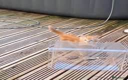 Mixed Breed cats for sale: Polydactyl mainecoon cross kittens  - Image 12