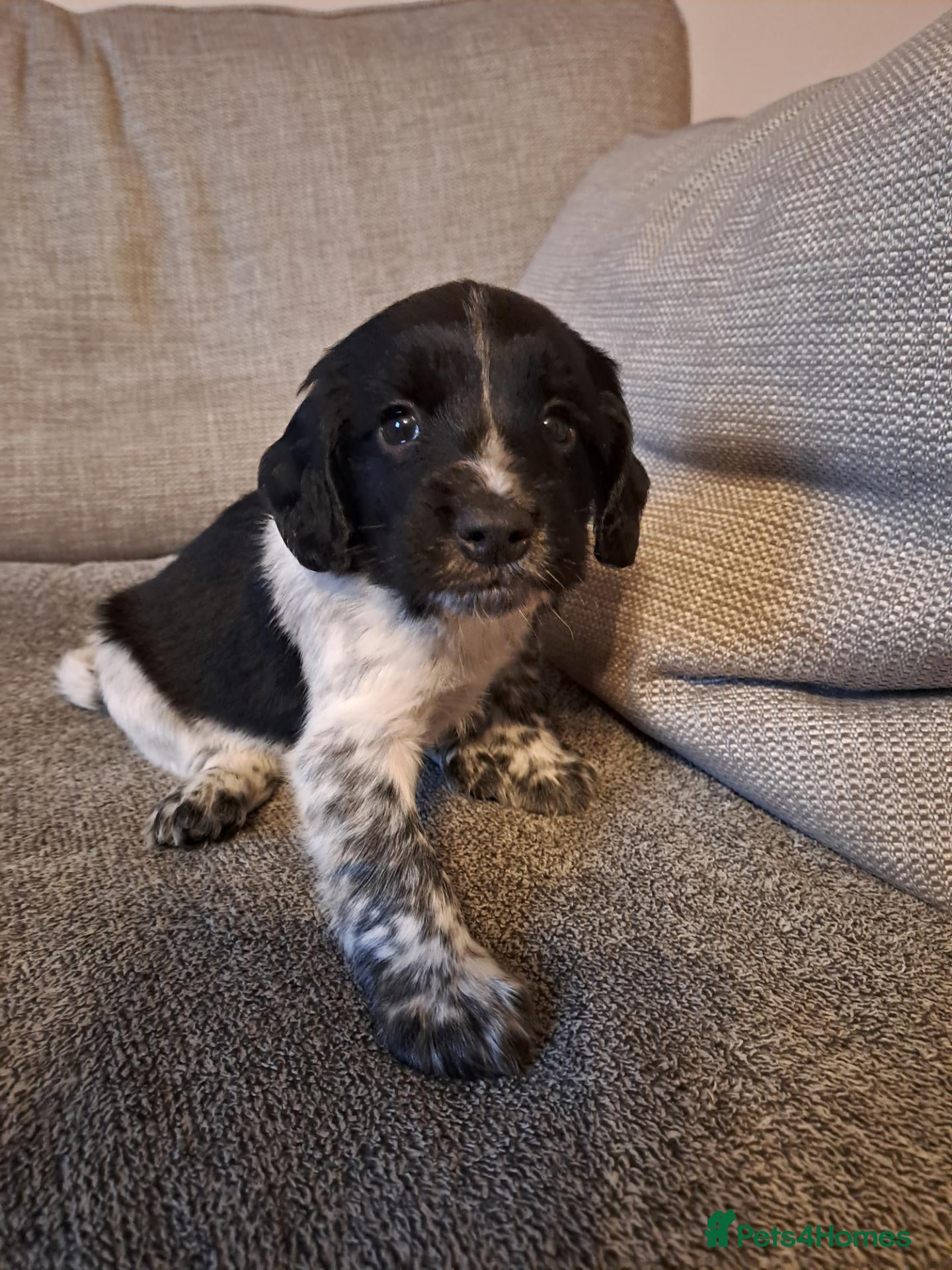 Sprocker dogs F1 Sprocker puppies FCh in both parent's line - Advert 1