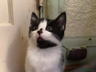 Manx cats Adorable kitten for sale - Advert 6