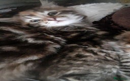 Mixed Breed cats for sale: KITTENS FOR SALE! - Image 5