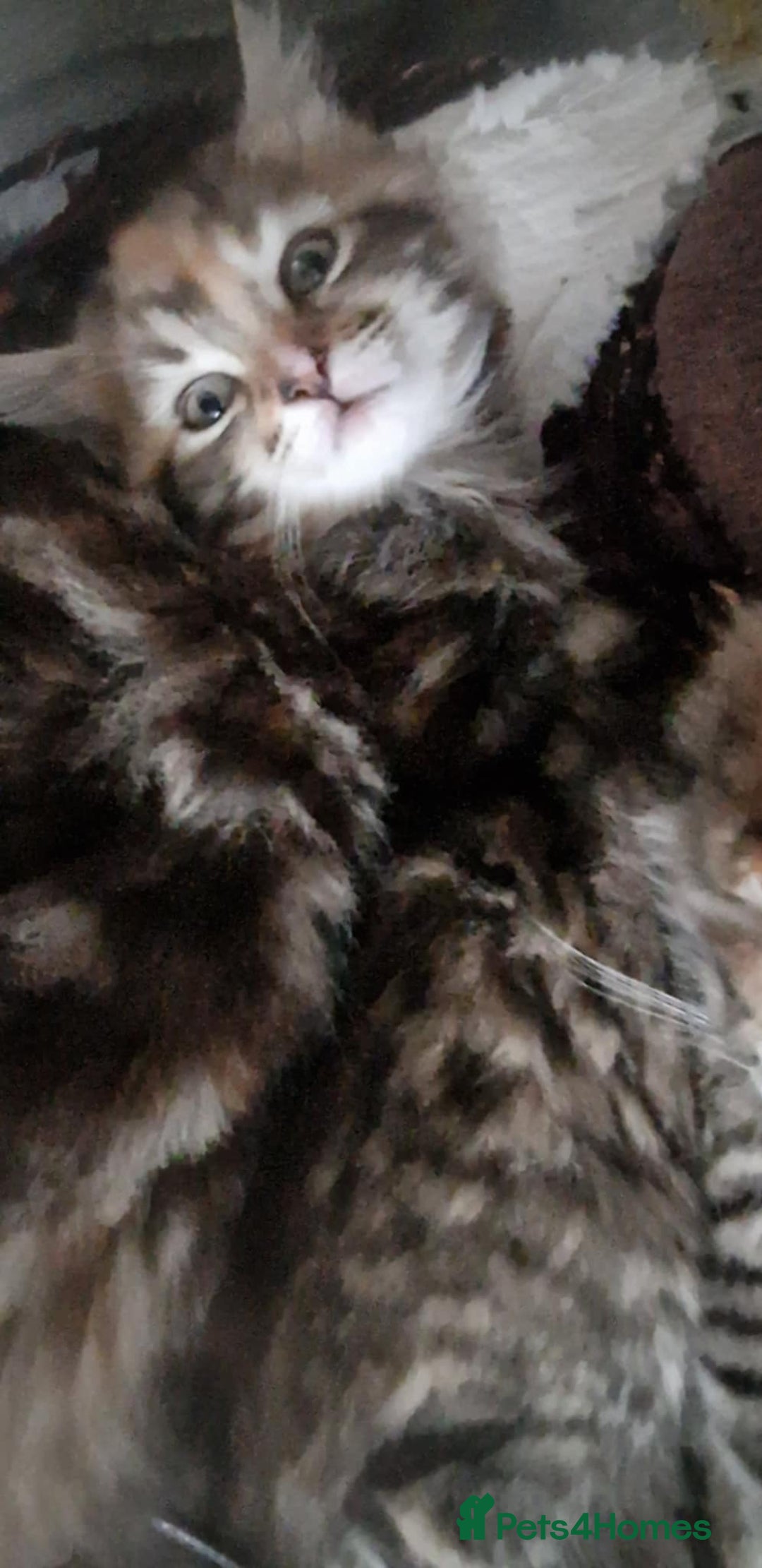 Mixed Breed cats for sale: KITTENS FOR SALE! - Image 5