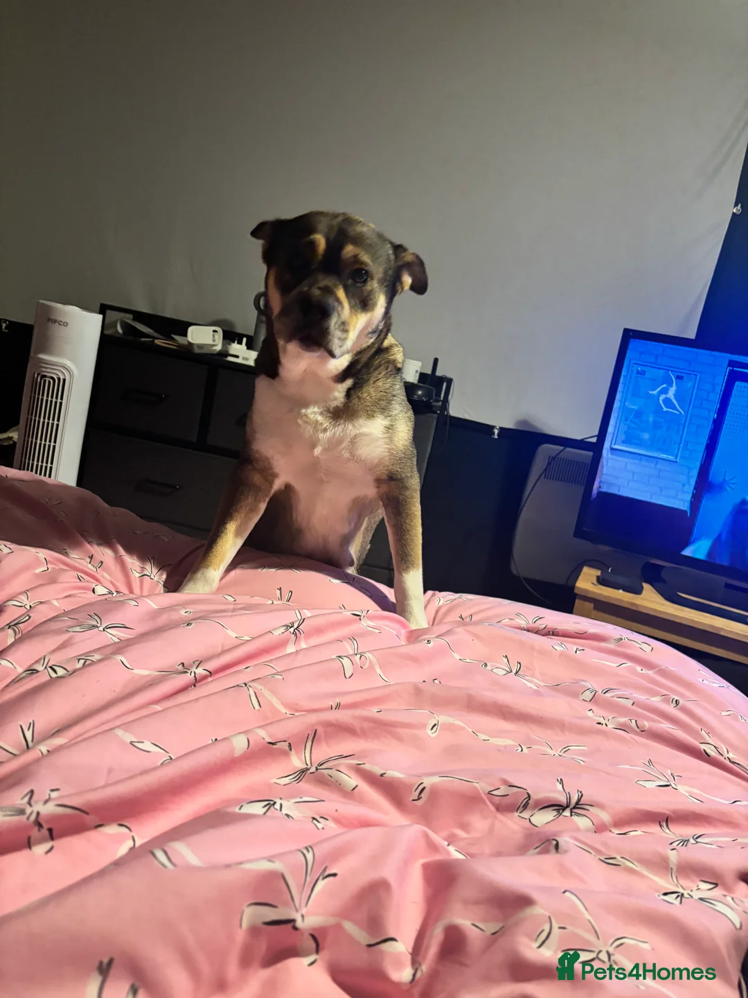 Mixed Breed dogs for sale: Dashhound cross husky  in Gateshead - Advert 1