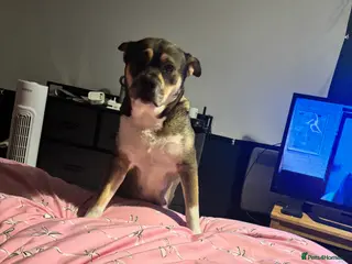 Mixed Breed dogs Dashhound cross husky - Advert 3