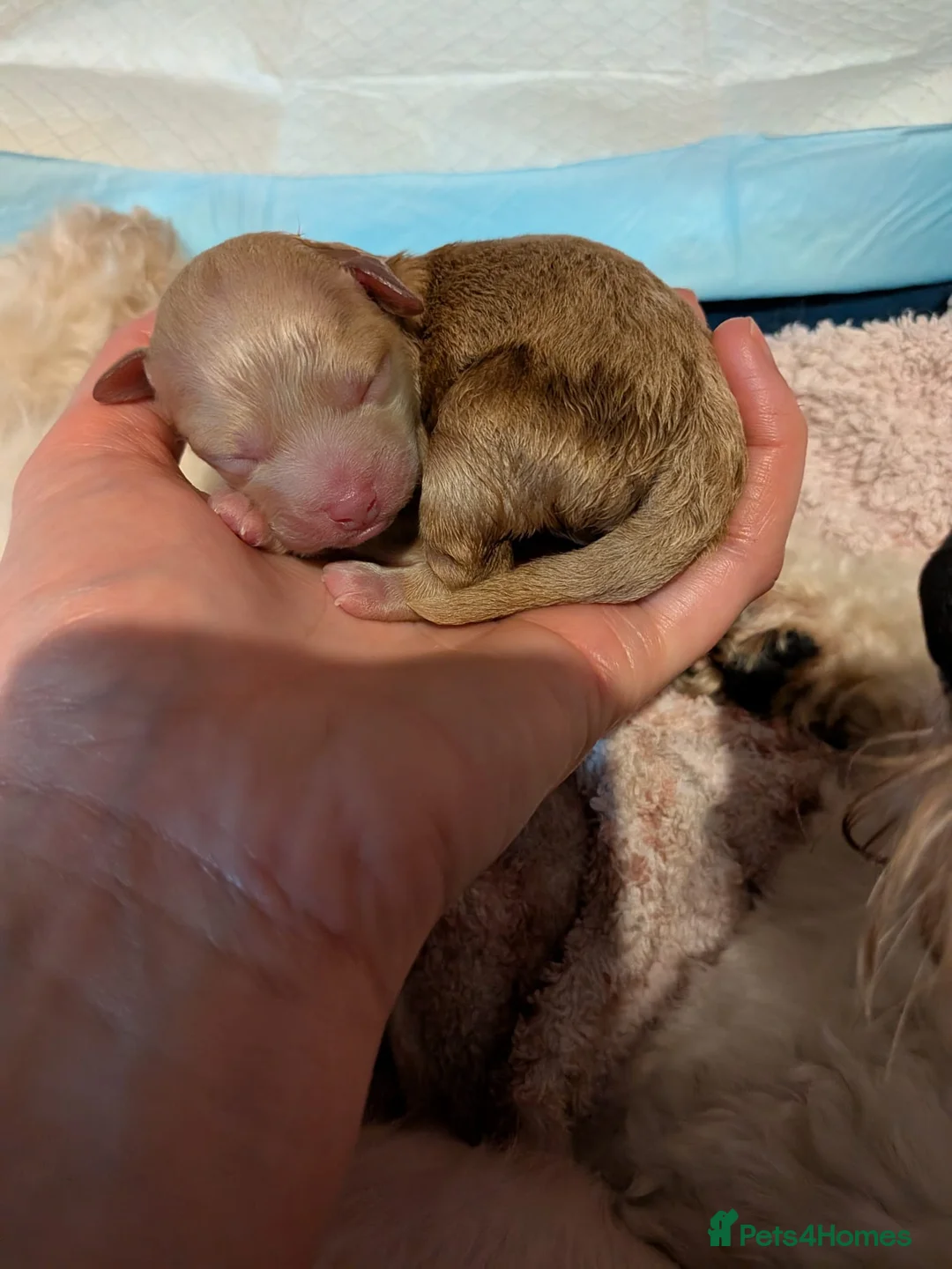 Miniature Poodle dogs for stud: Kc Minature Poodle for stud - Advert 15