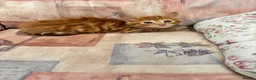 Mixed Breed cats for sale: Ginger-Tortie Kittens  - Advert 19