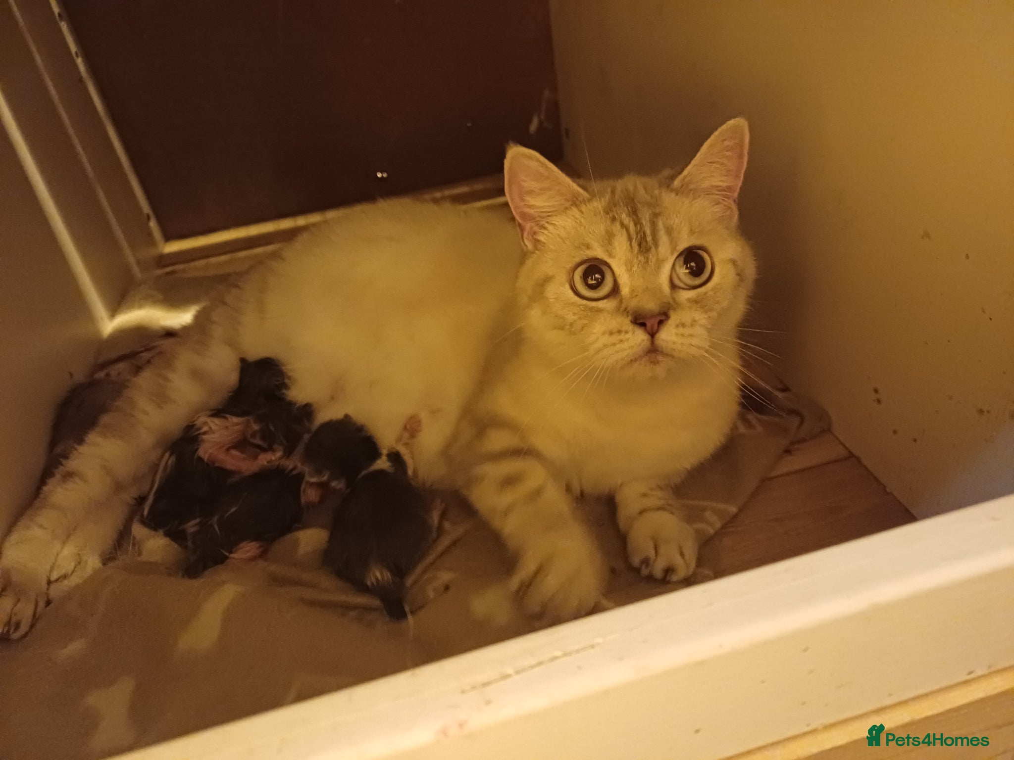 British Shorthair cats Adorable British Shorthair girls! - Advert 9