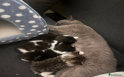 European cats for sale: 4 cute kittens for sale  - Image 6
