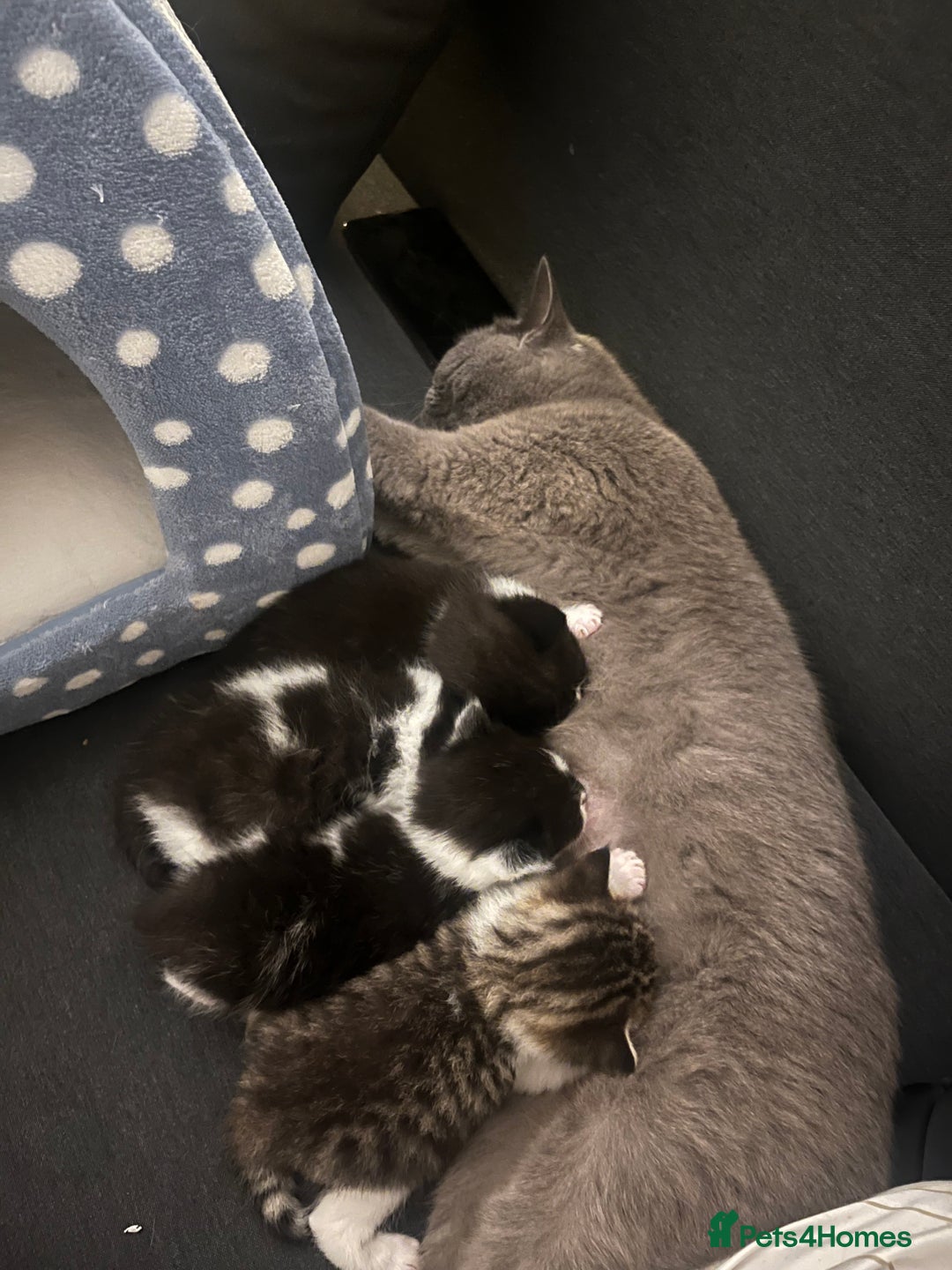 European cats for sale: 4 cute kittens for sale  - Image 6