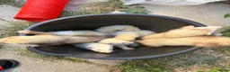 Ferret rodents for sale: Ferret kits, mixed colours  - Advert 6
