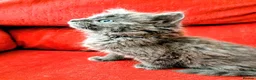 Mixed Breed cats for sale: Stunning Fluffy Kittens  - Advert 8