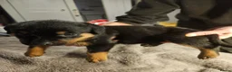 Rottweiler dogs for sale: Rottweiler puppies  in Leven - Advert 5