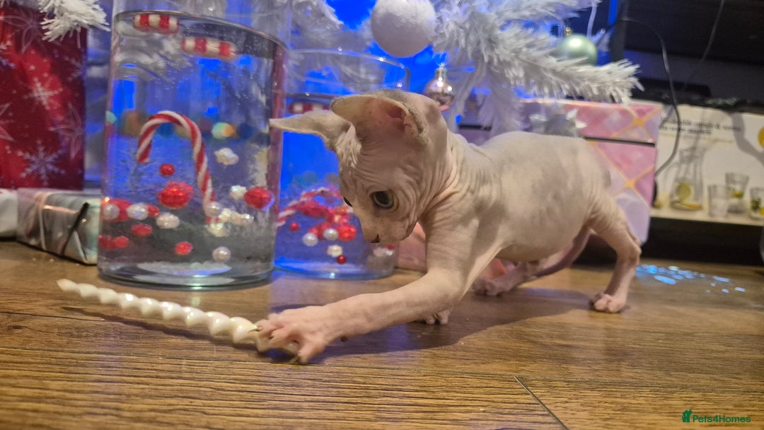 Sphynx cats for sale: Exclusive Sphynx Kittens Looking for Forever Homes - Advert 9