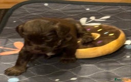 Cocker Spaniel dogs for sale: Beautiful Cocker Spaniel Puppies - Advert 16