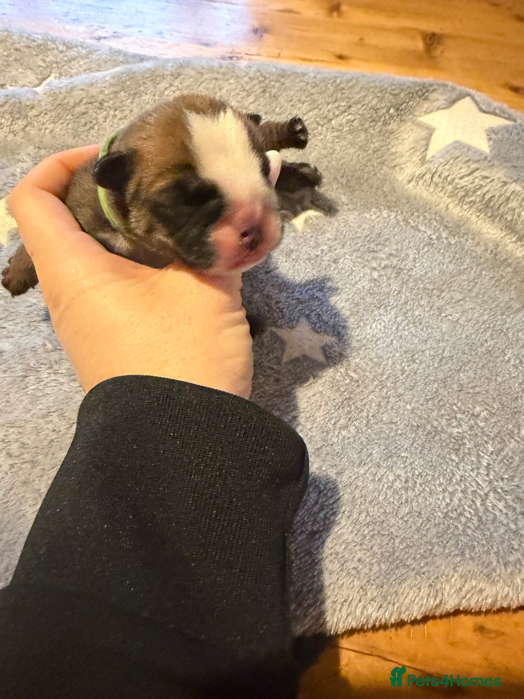 English Bulldog dogs for sale: 🌸❤️ TOP BLOOD LINE ENGLISH BULLDOGS RED AND WHITE - Advert 24