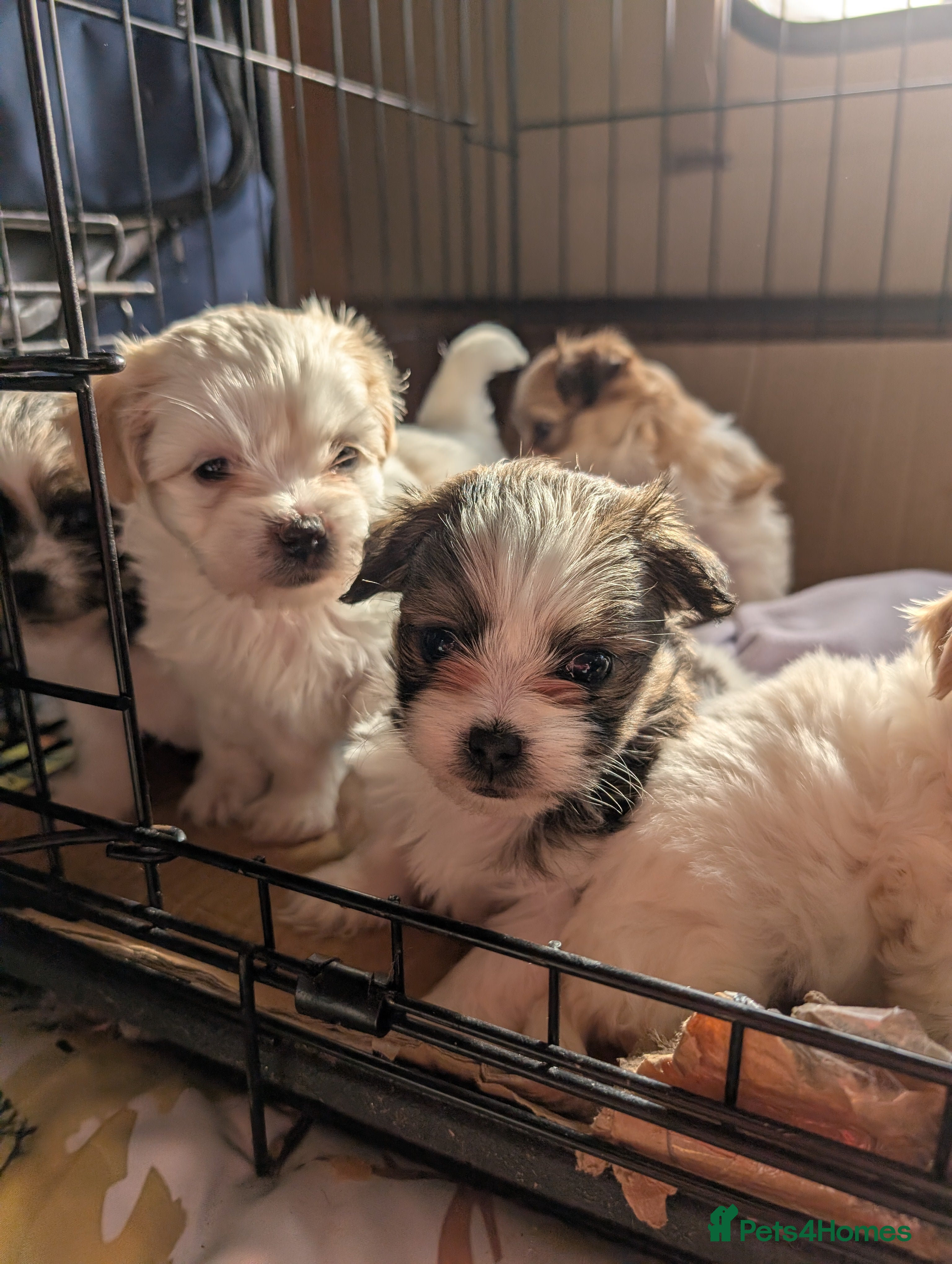 Malshi dogs Malshi puppies  - Advert 18