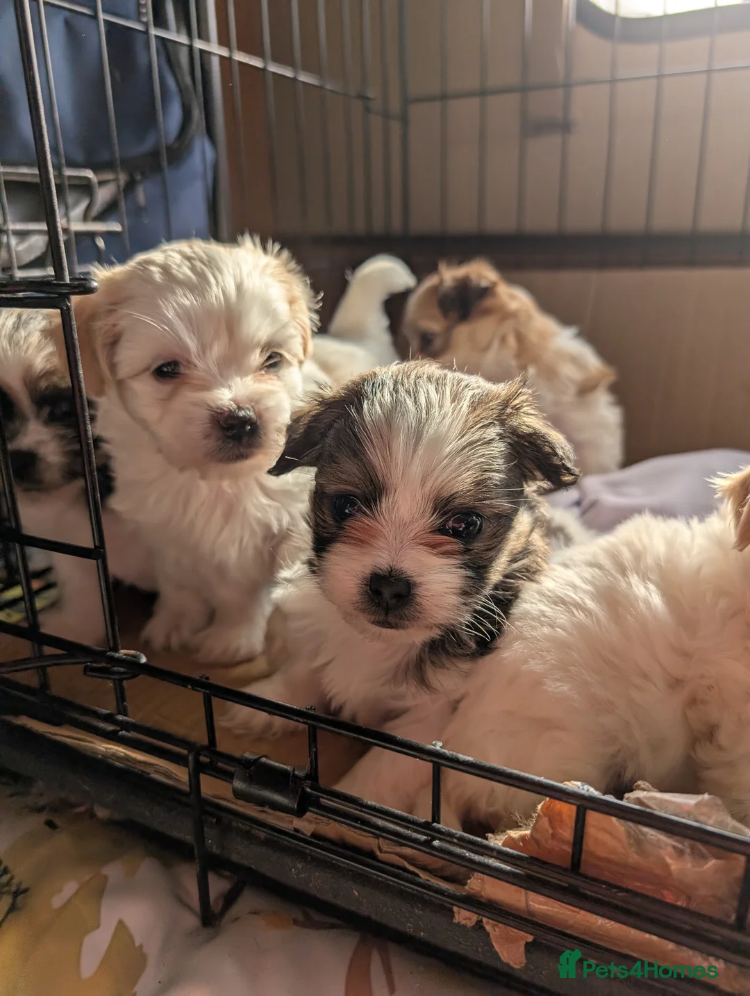 Malshi dogs for sale: Malshi puppies  - Advert 1