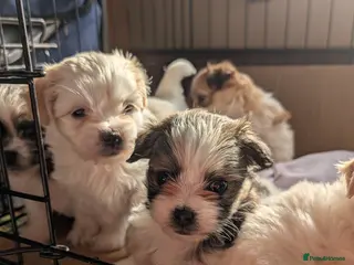 Malshi dogs Malshi puppies - Advert 1