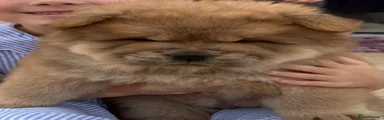 Chow Chow 2