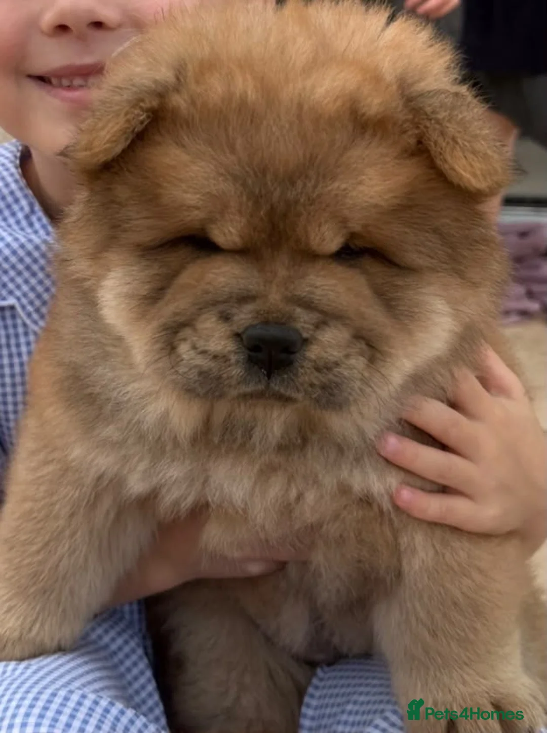 Chow Chow dogs for sale: Chow chow pup - Advert 3