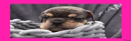 English Bulldog dogs for sale: Stunning Litter of Exotic English Bulldogs - Advert 32