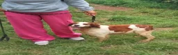 Brittany Spaniel dogs for adoption: Quetzal - Advert 3