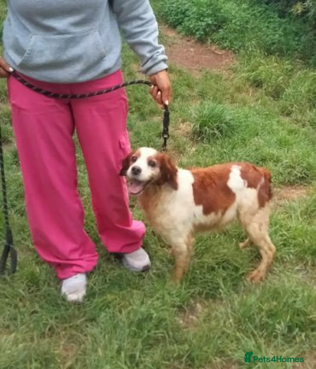 Brittany Spaniel dogs for adoption: Quetzal - Advert 3