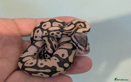Snake reptiles for sale: 🐍 Ball Python Hatchlings – Stunning Morphs - Advert 2