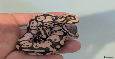 Snake reptiles - Advert 14