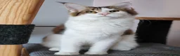 Maine Coon cats for sale: Jasmine TitaniumCat - last kitten ❤️❤️❤️  - Advert 4