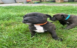 Staffordshire Bull Terrier dogs for sale: Beautiful kc reg.red brindle & white puppies - Image 2