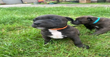 Staffordshire Bull Terrier dogs - Advert 7