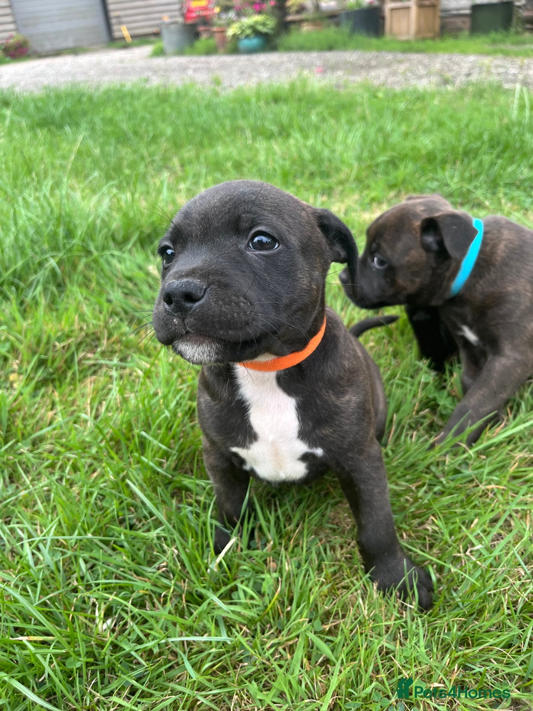 Staffordshire Bull Terrier dogs for sale: Beautiful kc reg.red brindle & white puppies - Image 2