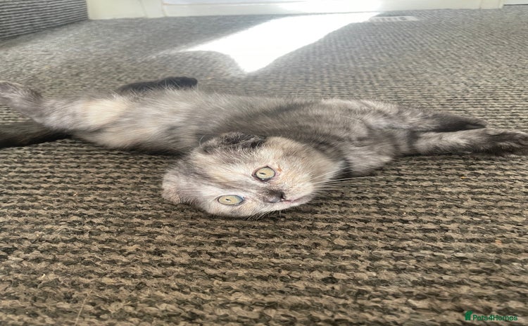 Scottish Fold cats - Advert 15