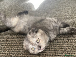 Scottish Fold cats - Advert 20