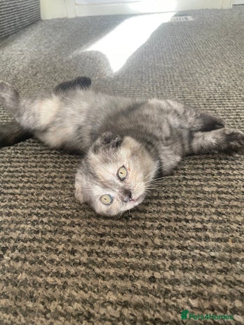 Scottish Fold cats - Advert 13