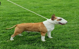 Bull Terrier dogs for stud: English Bull Terrier STUD dog - Image 22