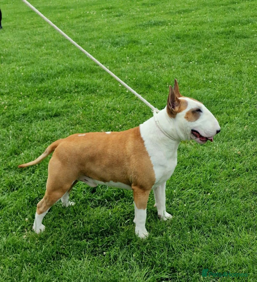 Bull Terrier dogs for stud: English Bull Terrier STUD dog - Image 22