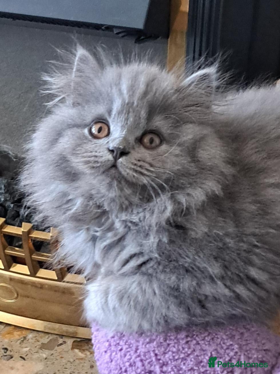 British Longhair cats Mr Lush and Mr Boba purebreed BLH Kittens  - Advert 8