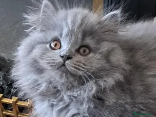 British Longhair cats Mr Lush and Mr Boba purebreed BLH Kittens - Advert 8