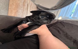 Pug dogs for sale: Puppies - Image 7
