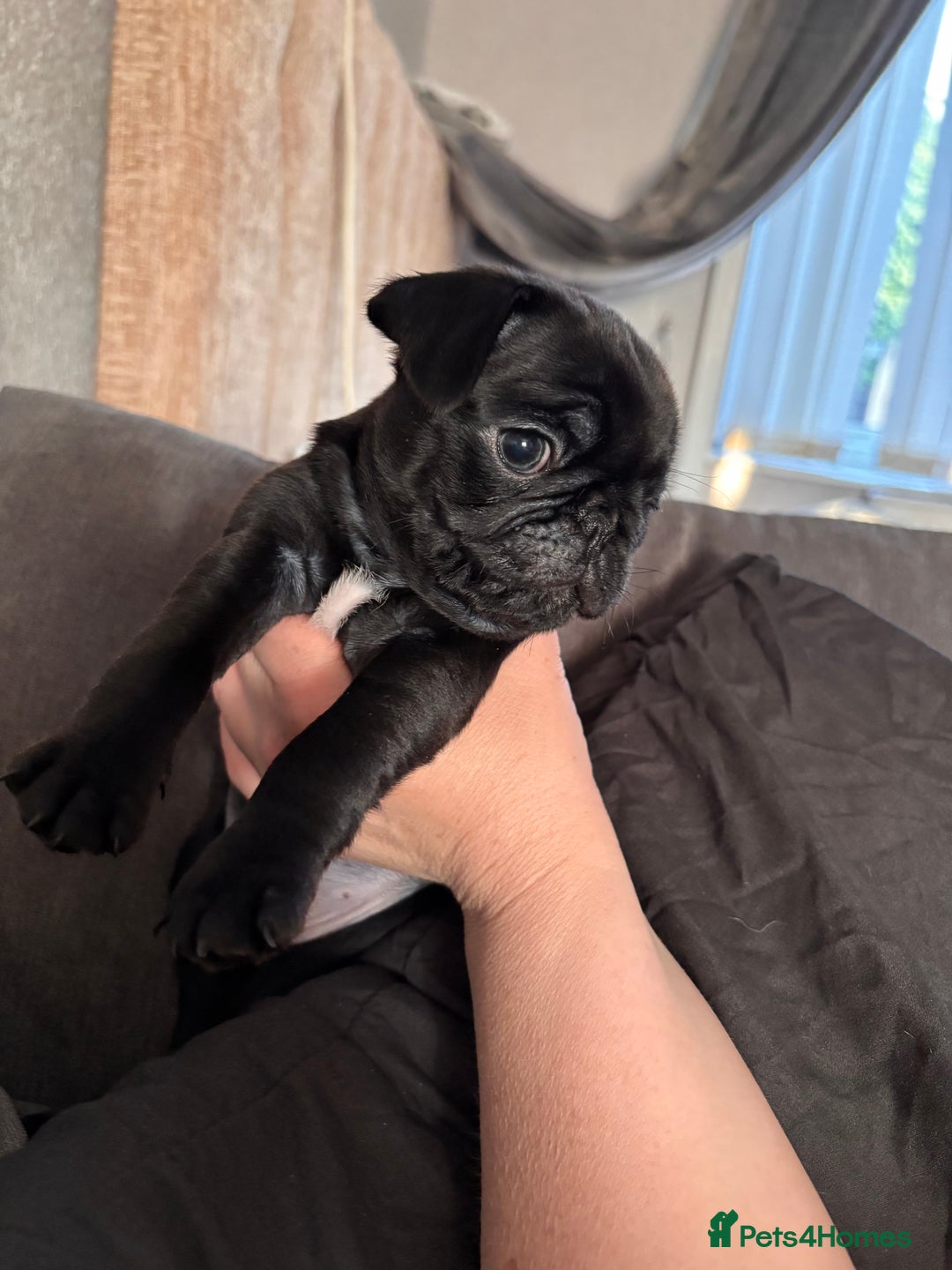 Pug dogs for sale: Puppies - Image 7