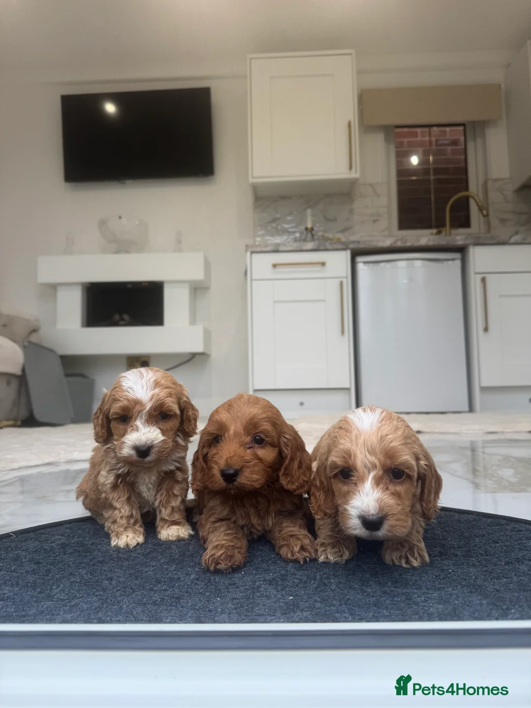 Cockapoo dogs for sale: F1 pra clear Cockapoos (council licensed breeder) - Advert 16