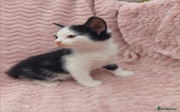 Mixed Breed cats for sale: 3 adorable mixed kittens - Image 5