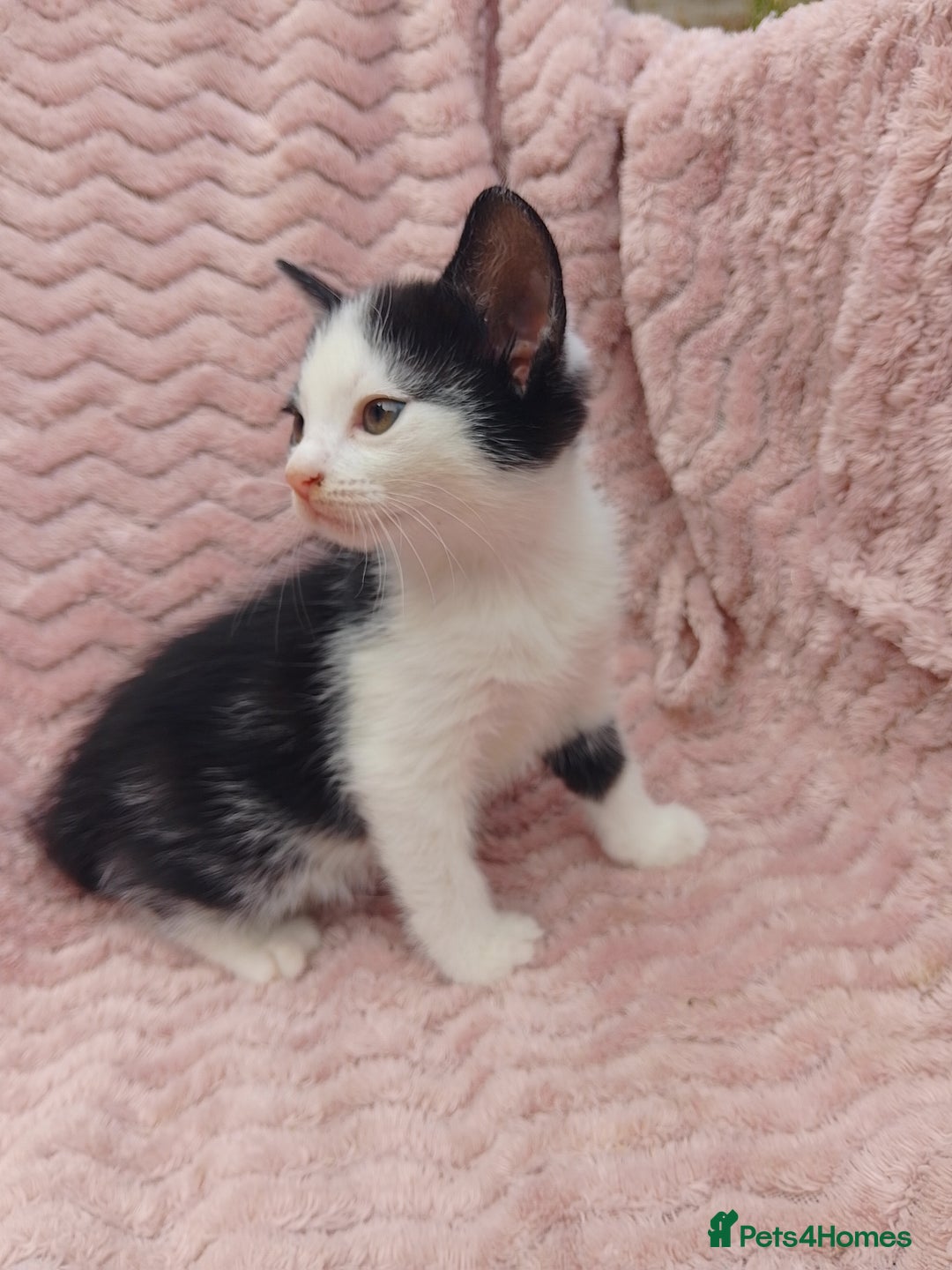 Mixed Breed cats for sale: 3 adorable mixed kittens - Image 5